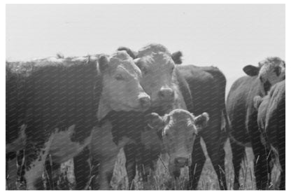 Yearlings at Cruzen Ranch Valley County Idaho 1941