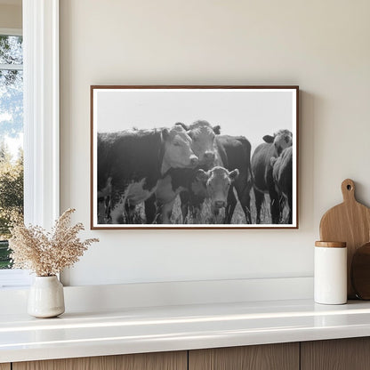 Yearlings at Cruzen Ranch Valley County Idaho 1941