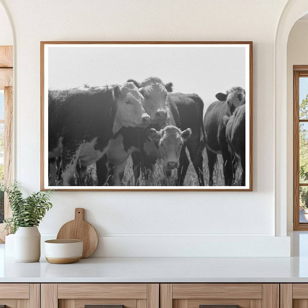 Yearlings at Cruzen Ranch Valley County Idaho 1941