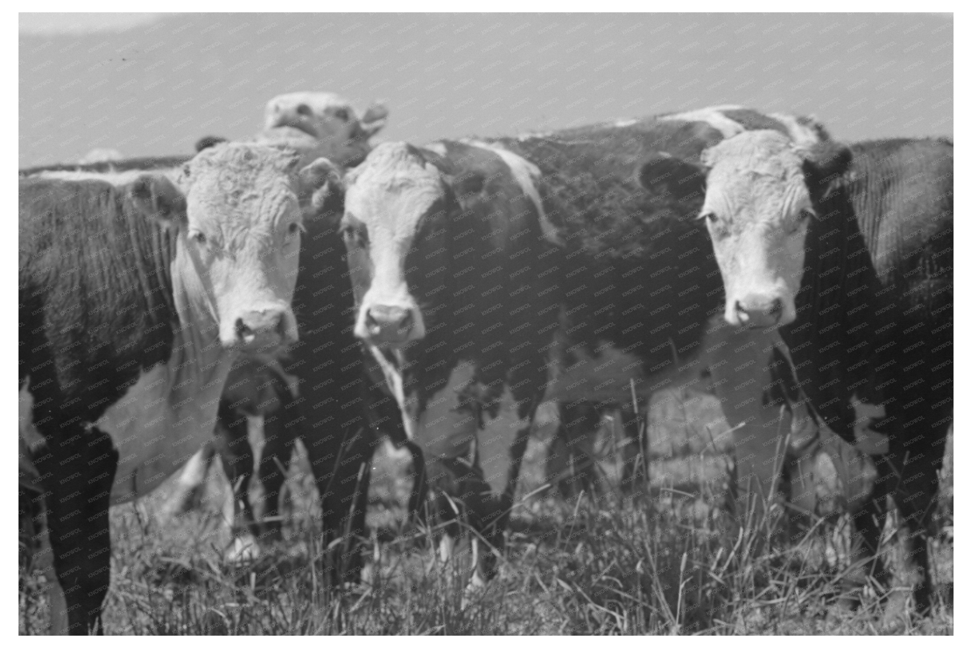 Cattle Grazing at Cruzen Ranch Valley County Idaho 1941