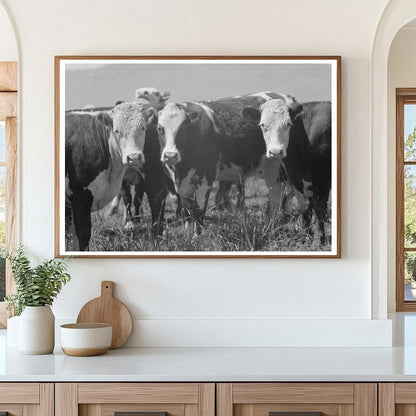 Cattle Grazing at Cruzen Ranch Valley County Idaho 1941