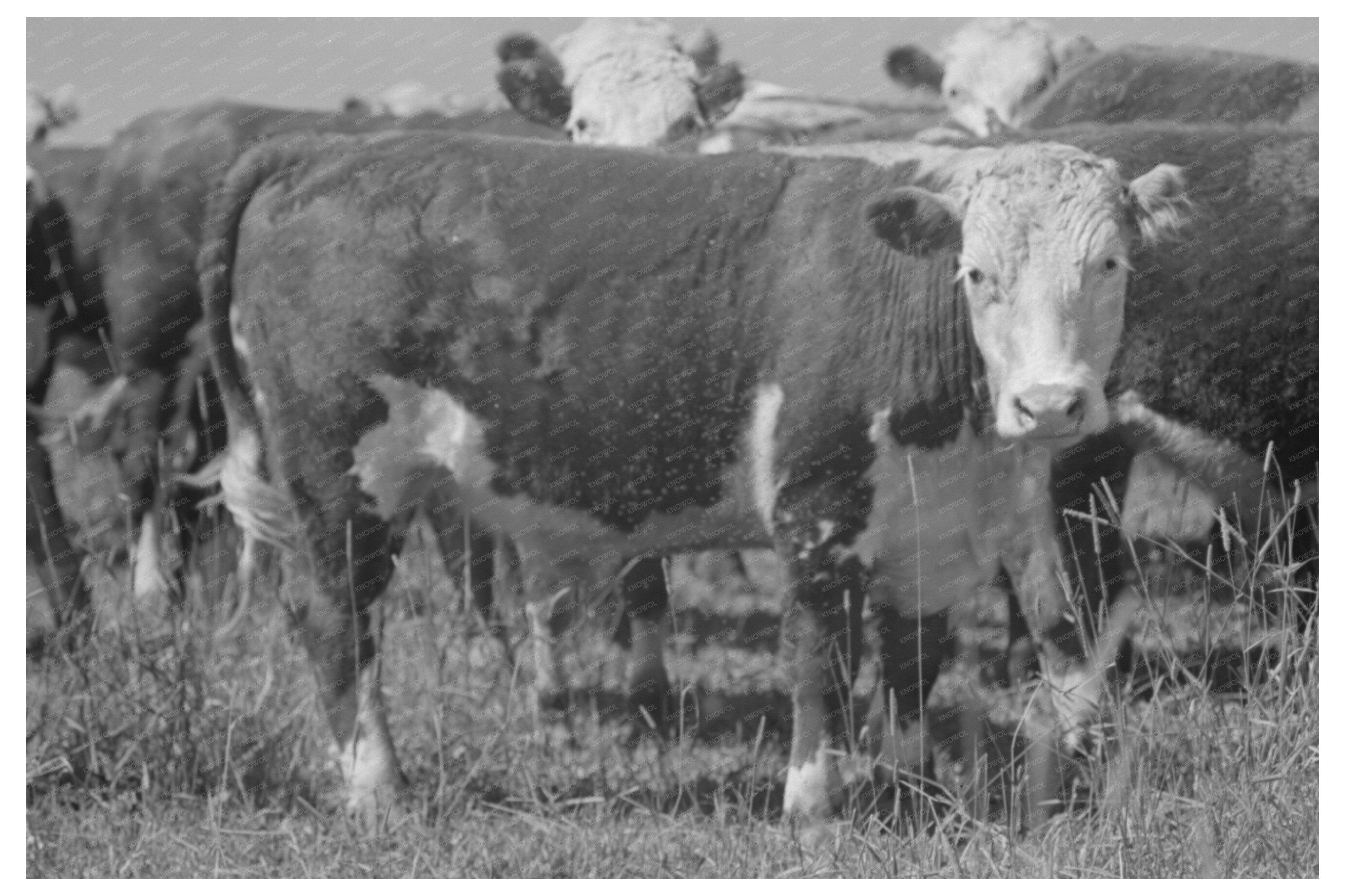 Yearlings at Cruzen Ranch Idaho July 1941 Historical Photo