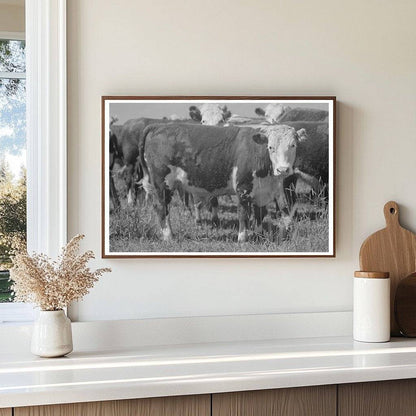 Yearlings at Cruzen Ranch Idaho July 1941 Historical Photo