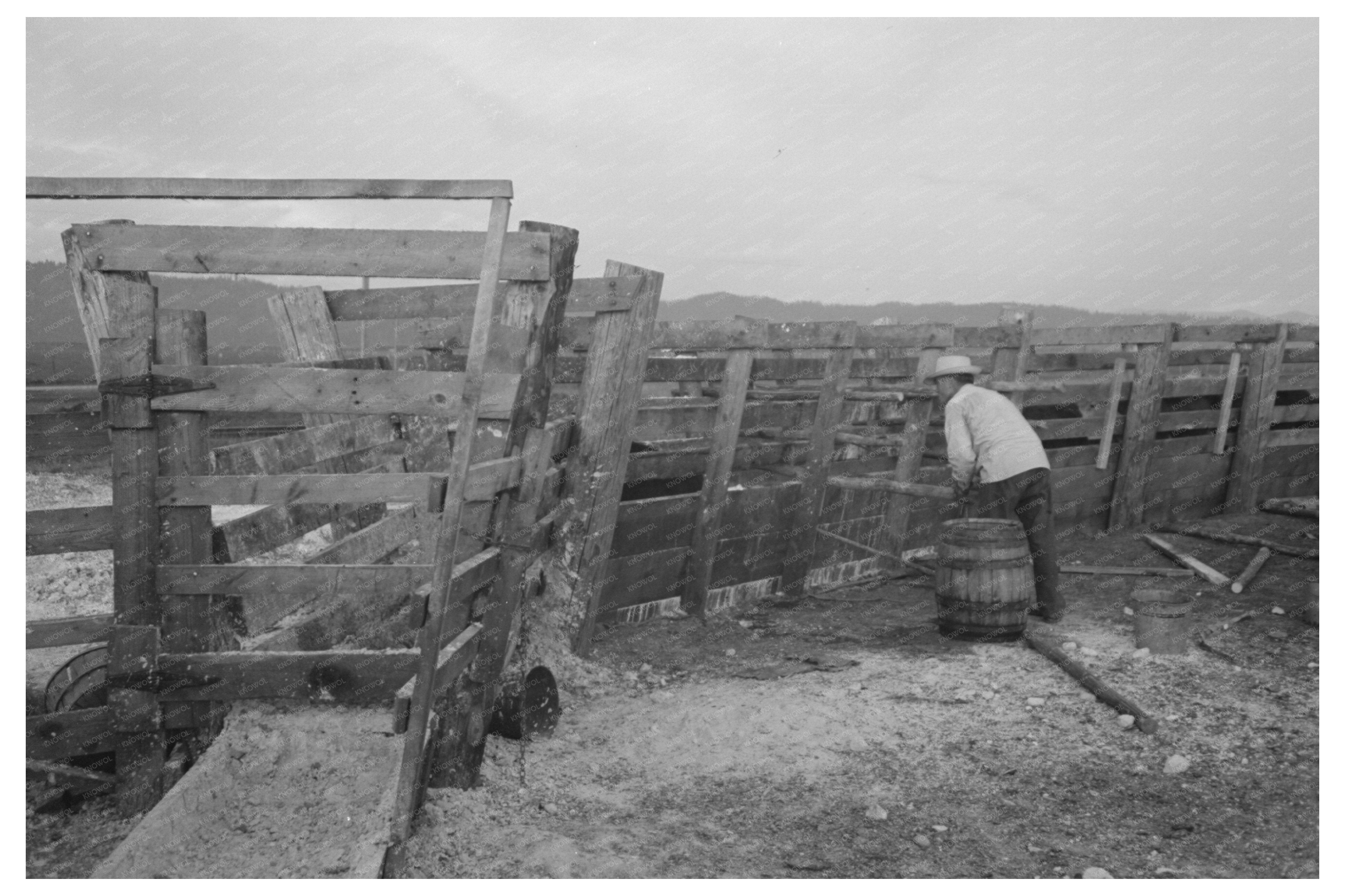 Cattle with Hoof Rot Treated at Cruzen Ranch Idaho 1941