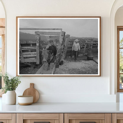 Cattle Treatment for Hoof Rot at Cruzen Ranch Idaho 1941