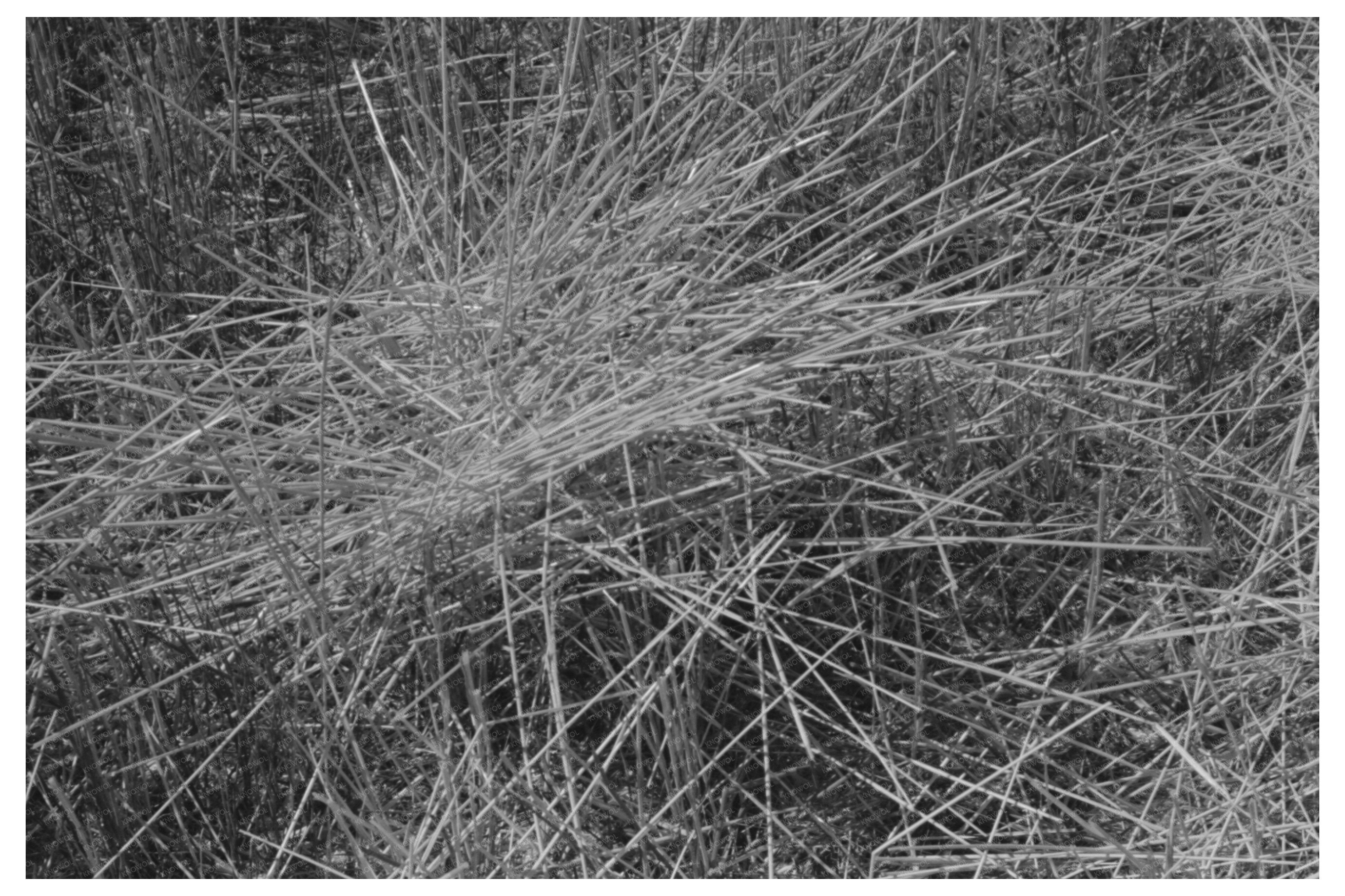 Wheat Field Stubble After Harvest Walla Walla County 1941