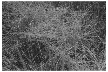 Wheat Field After Harvest Eureka Flats 1941