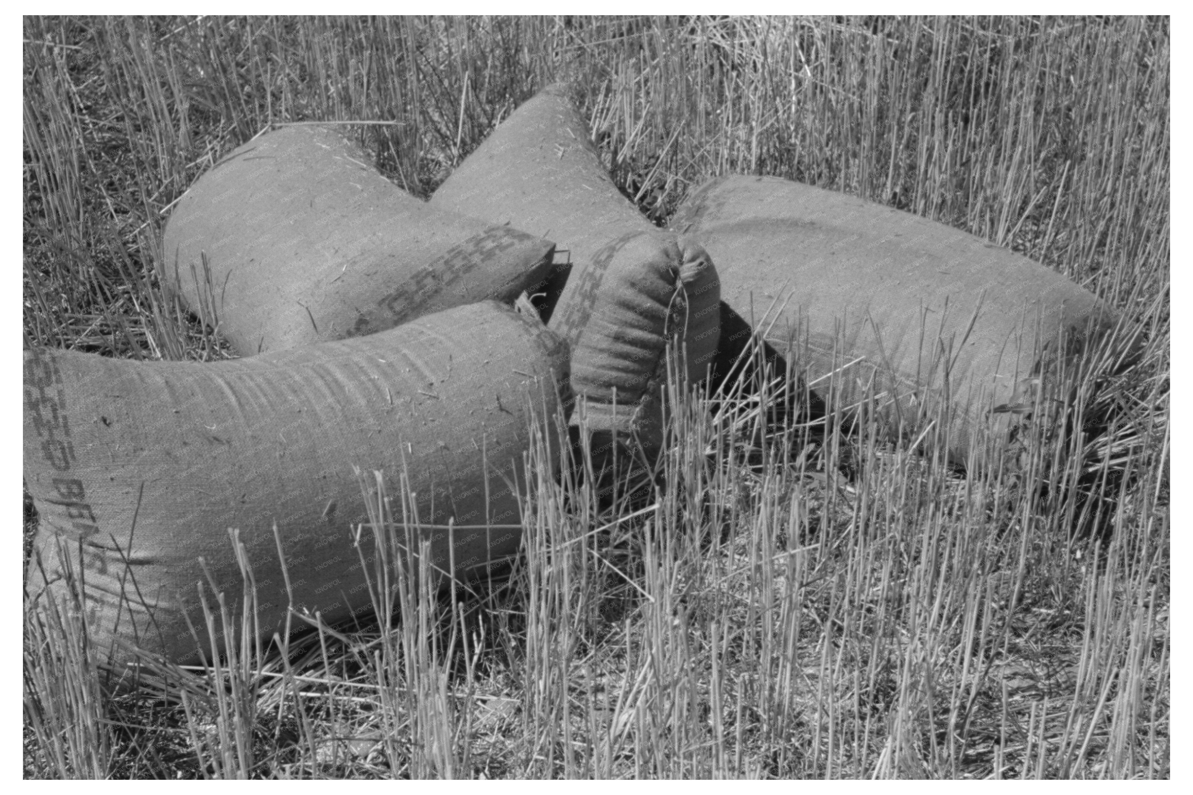 Wheat Field After Harvest Eureka Flats Walla Walla 1941