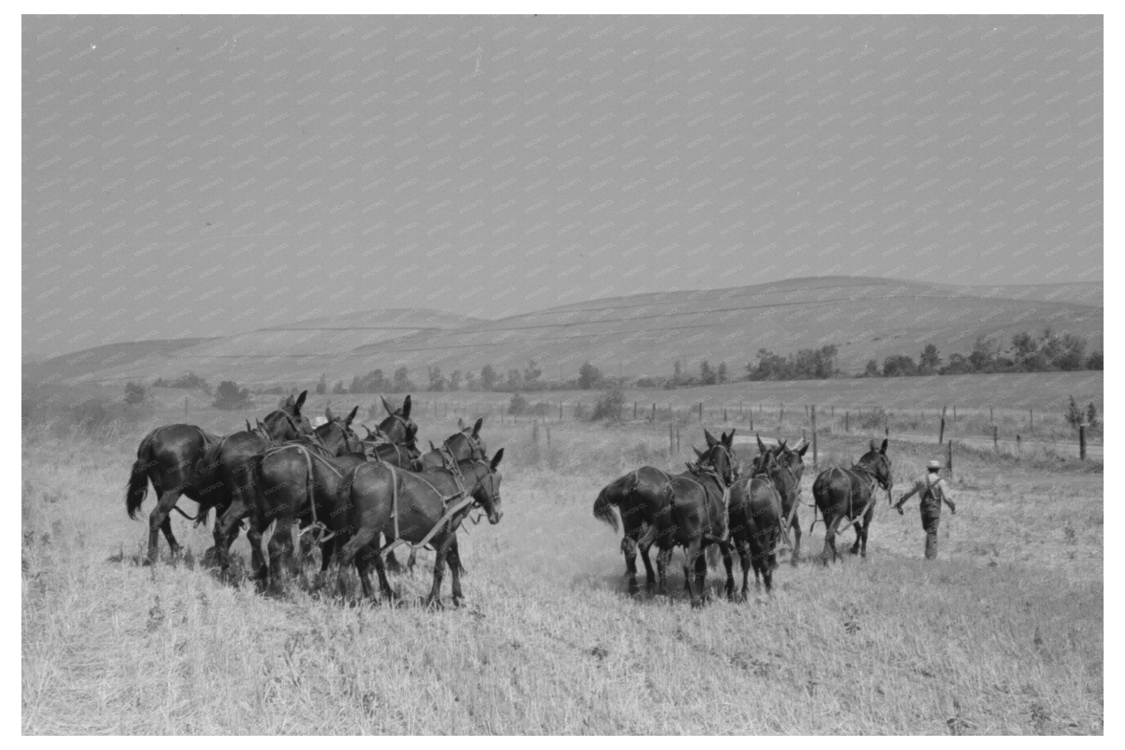 Mules Resting During Noon Break in Walla Walla County 1941