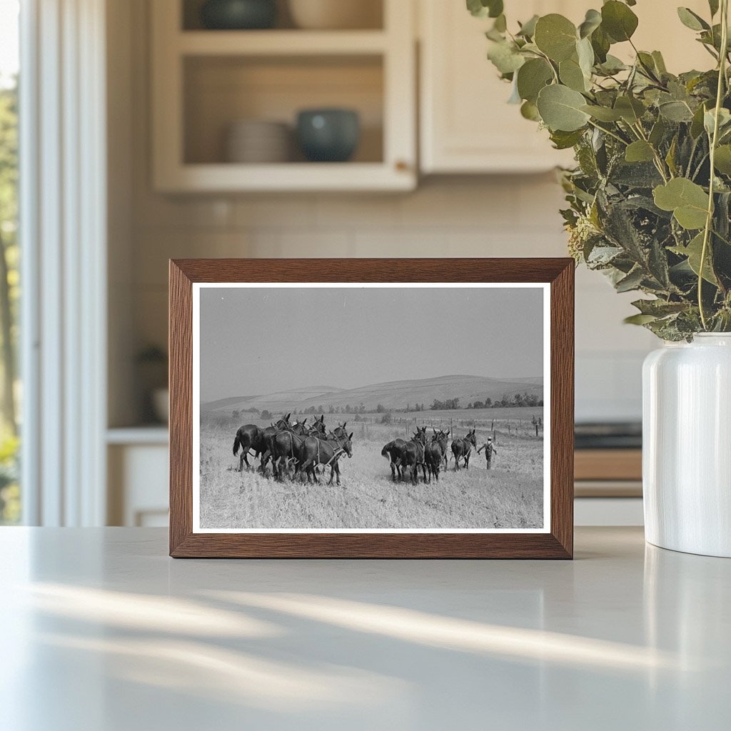 Mules Resting During Noon Break in Walla Walla County 1941