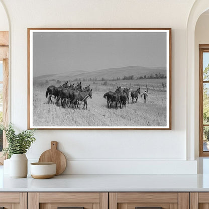 Mules Resting During Noon Break in Walla Walla County 1941