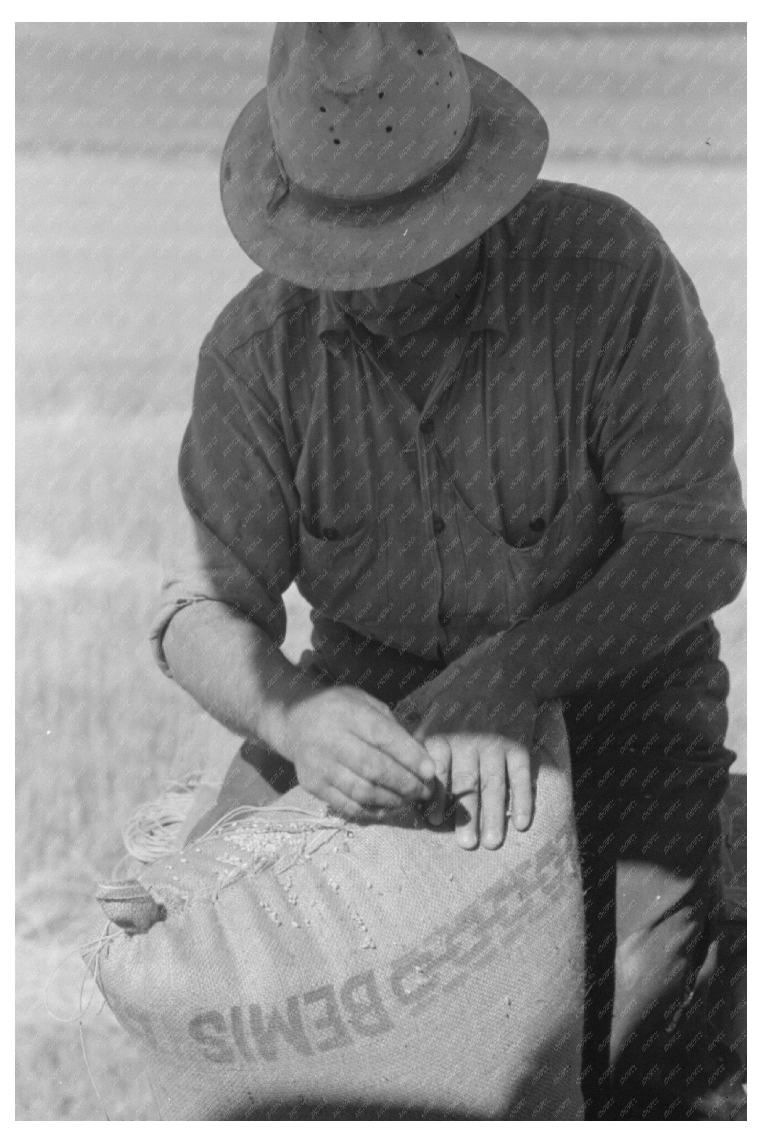 Worker Sewing Wheat Sack on Combine Harvester 1941