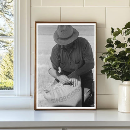 Worker Sewing Wheat Sack on Combine Harvester 1941