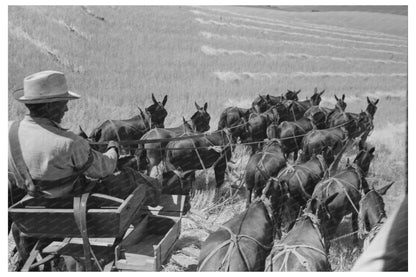 Farmer with Mules in Wheat Field Walla Walla County 1941