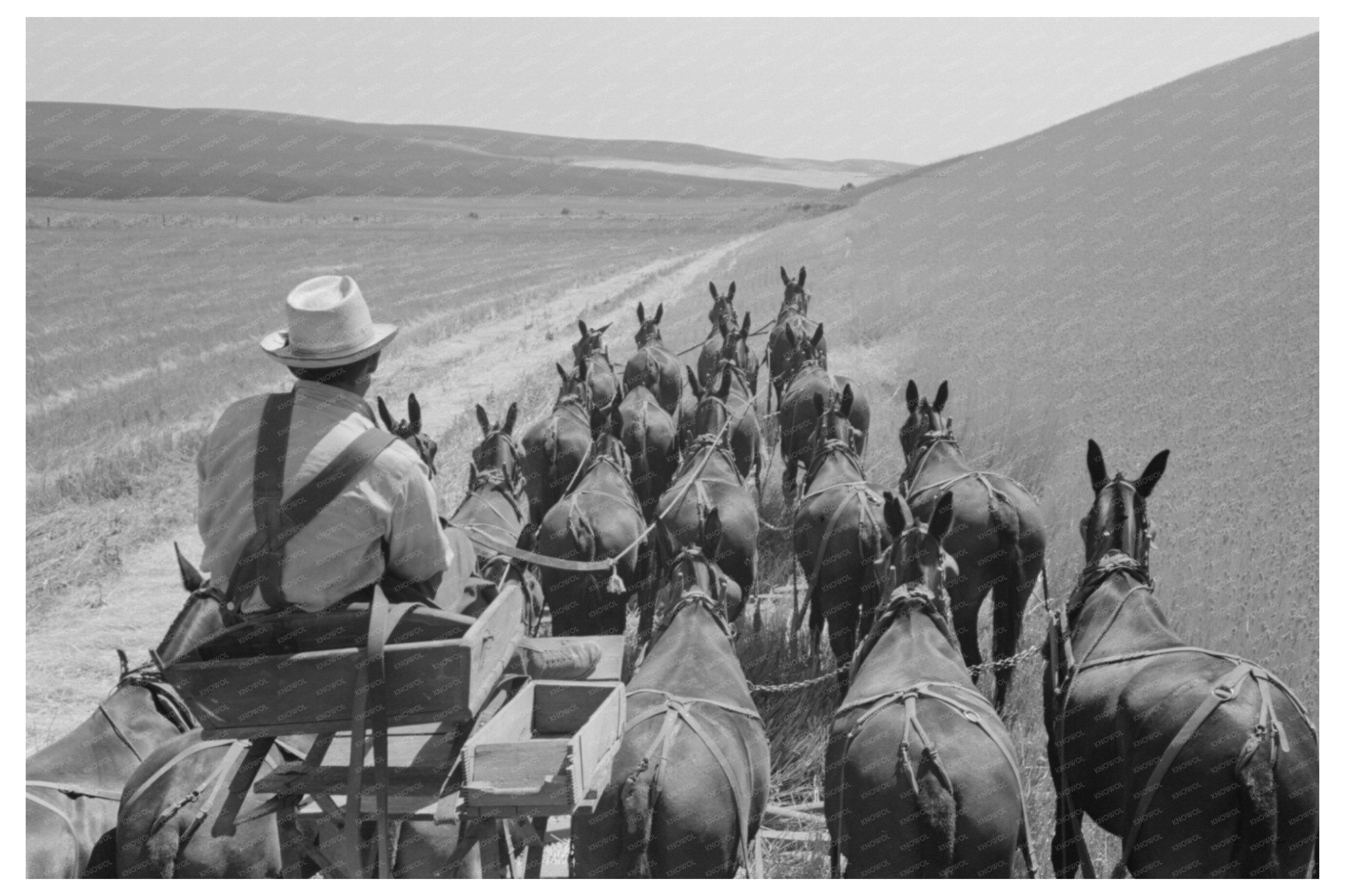 Walla Walla Farmer with Mules in Wheat Fields 1941