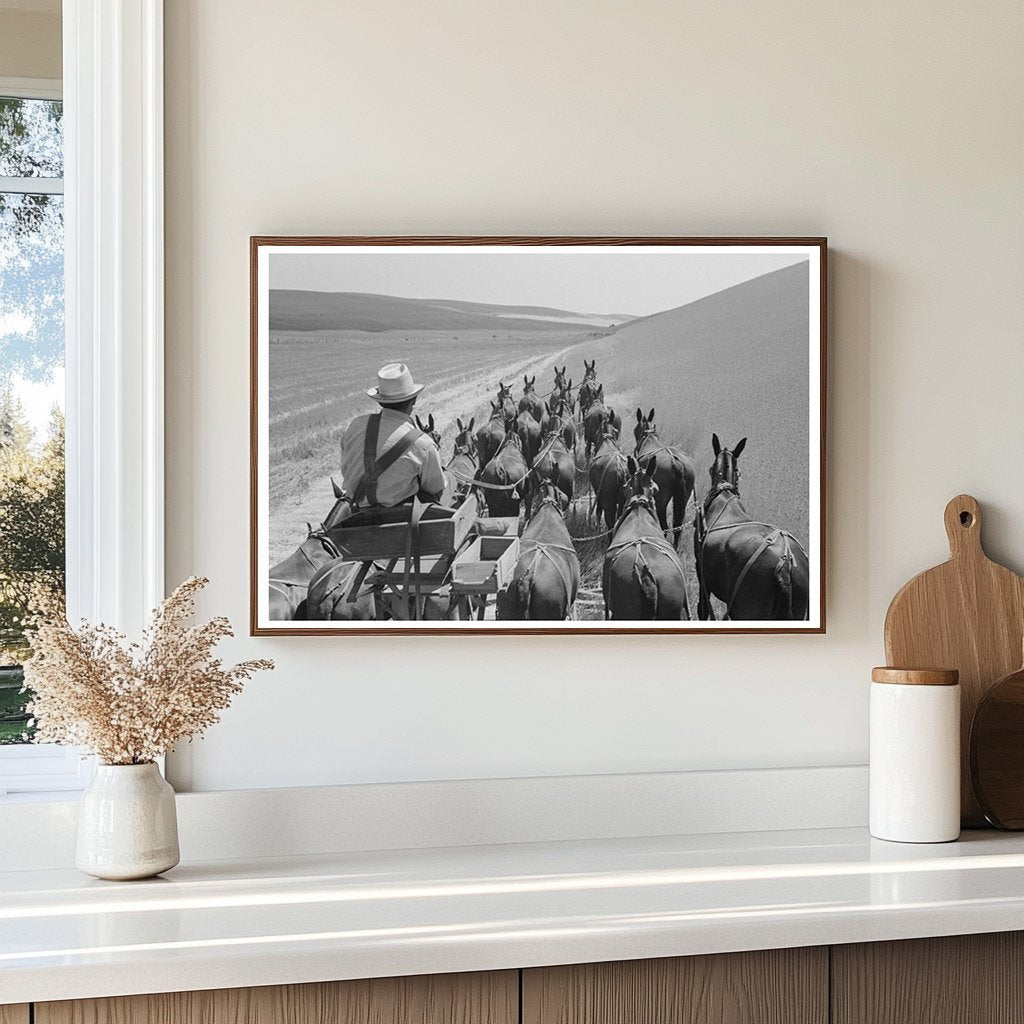 Walla Walla Farmer with Mules in Wheat Fields 1941