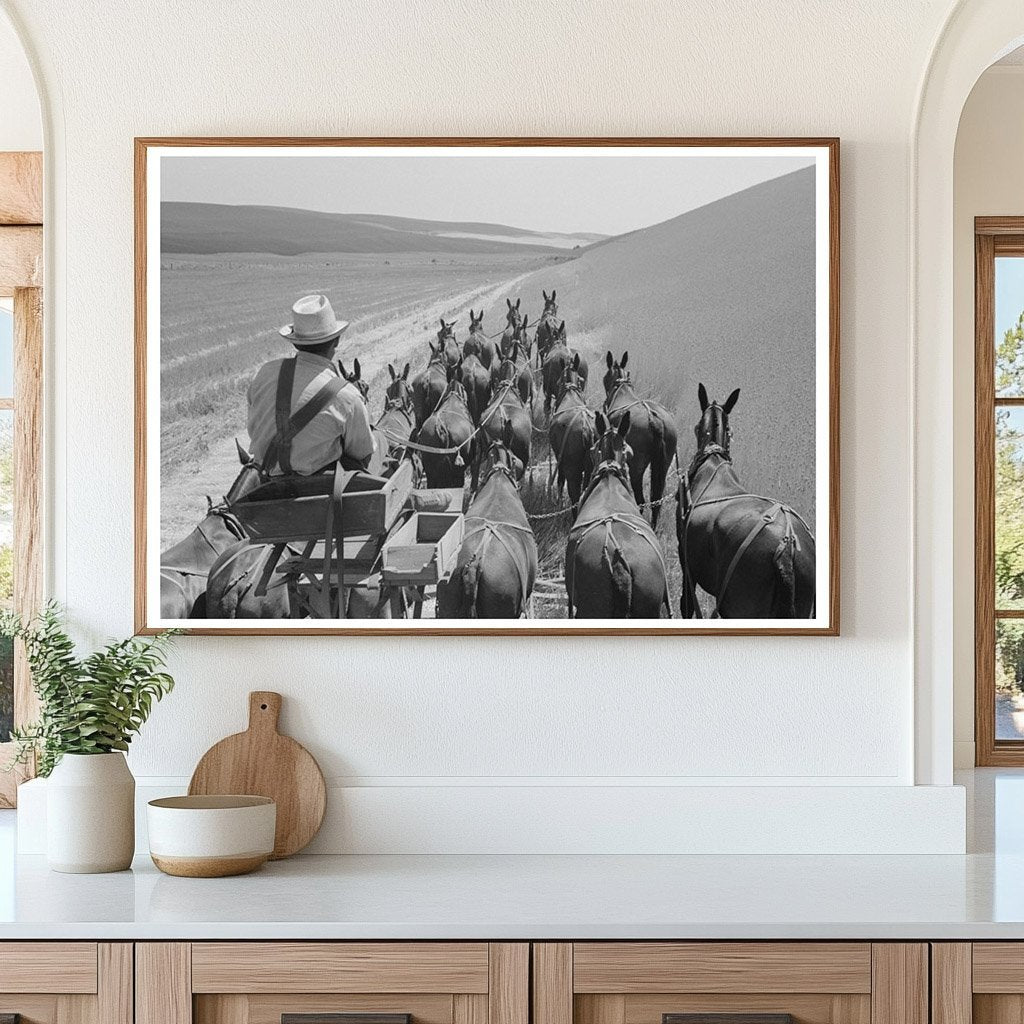 Walla Walla Farmer with Mules in Wheat Fields 1941