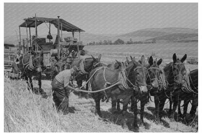 Mules Unhitched from Combine in Wheat Field 1941