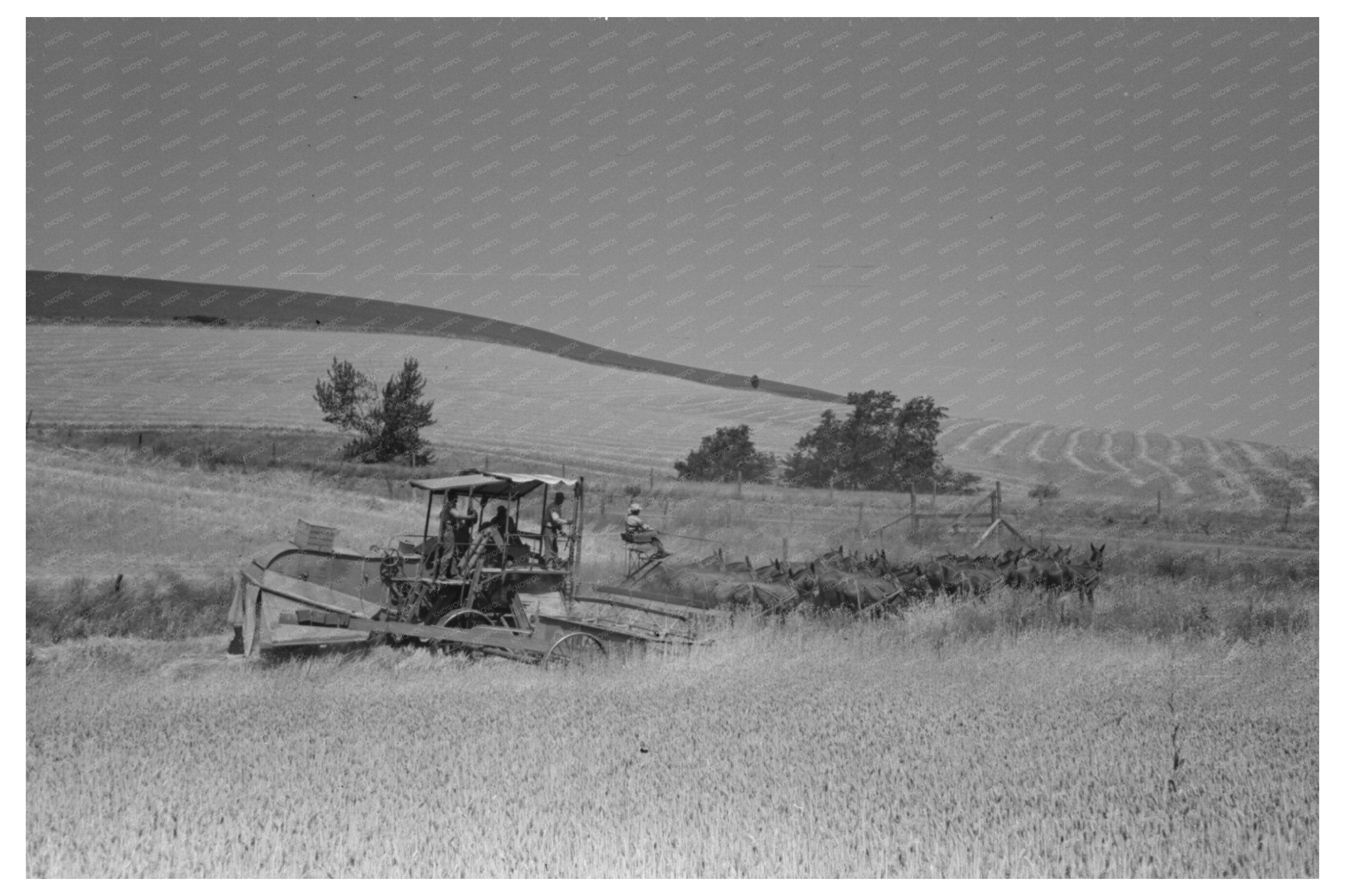 Wheat Harvesting with Mule-Drawn Combine 1941