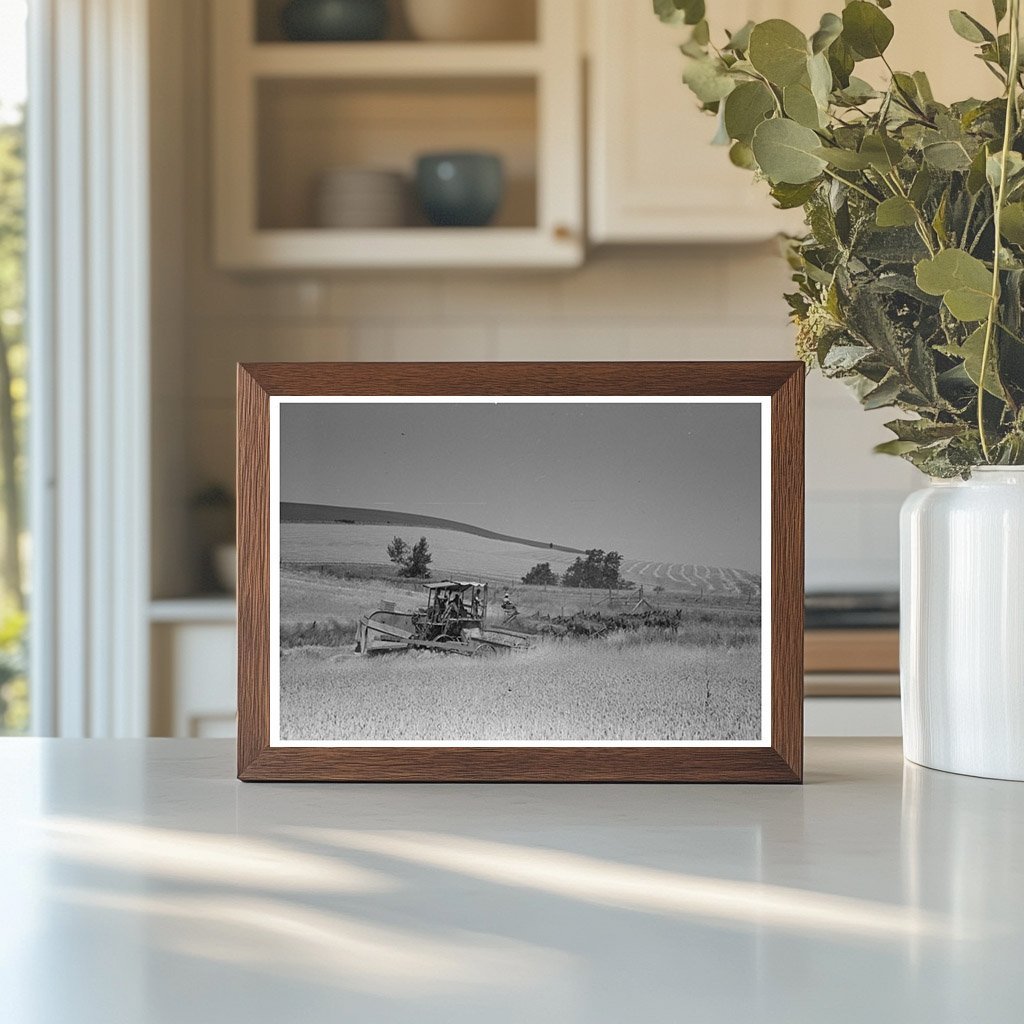 Wheat Harvesting with Mule-Drawn Combine 1941