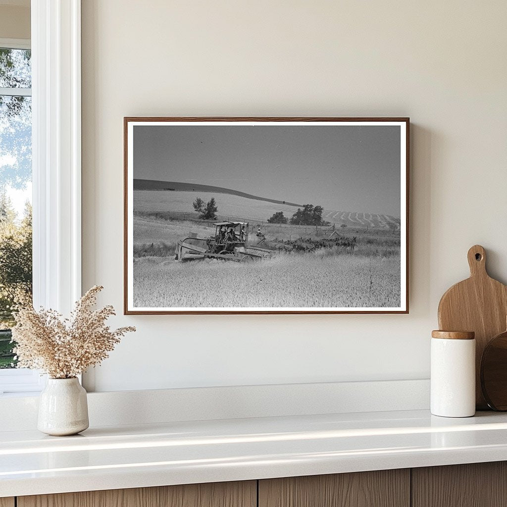 Wheat Harvesting with Mule-Drawn Combine 1941