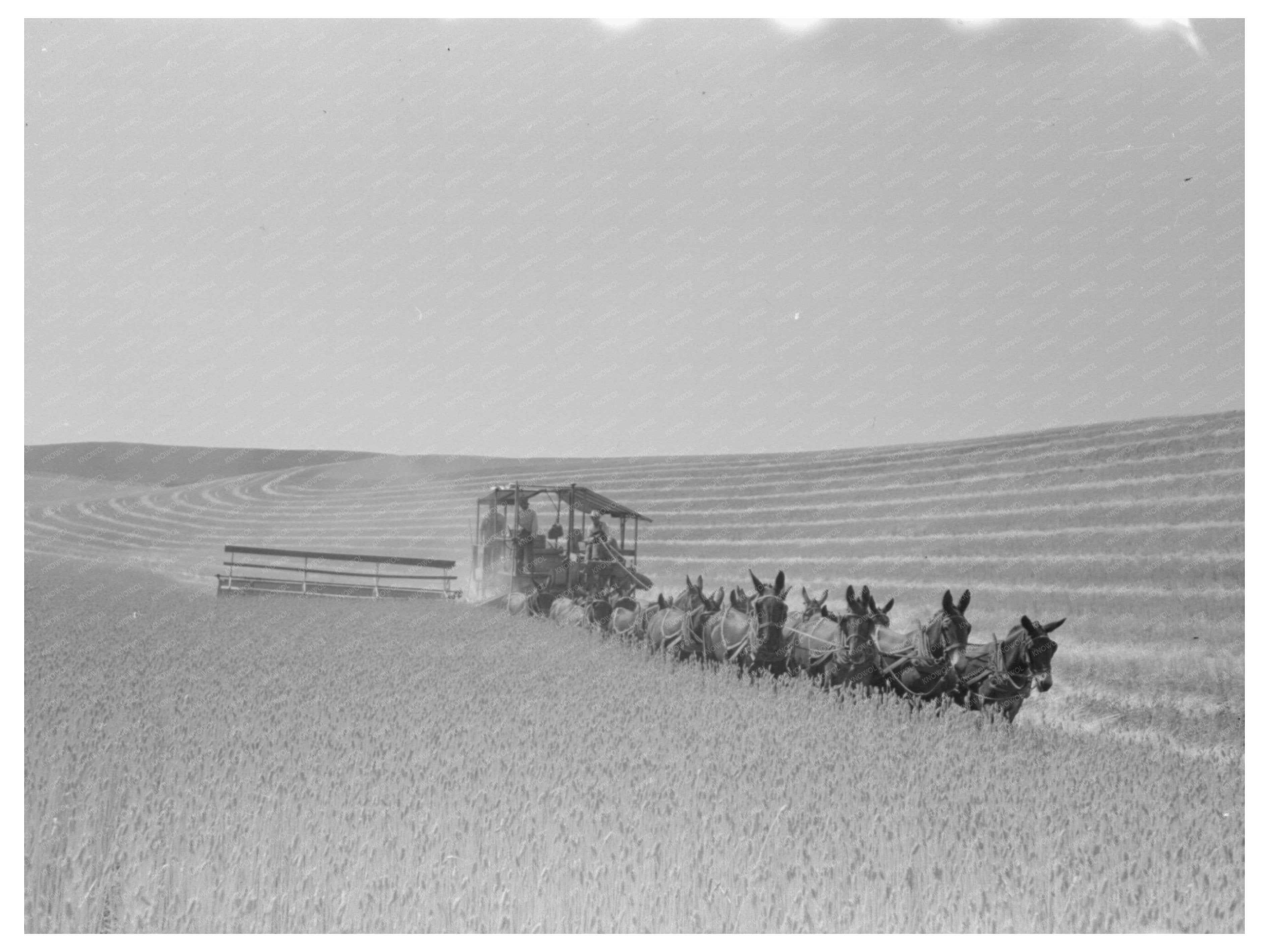 Walla Walla County Farming Practices 1941 Photo