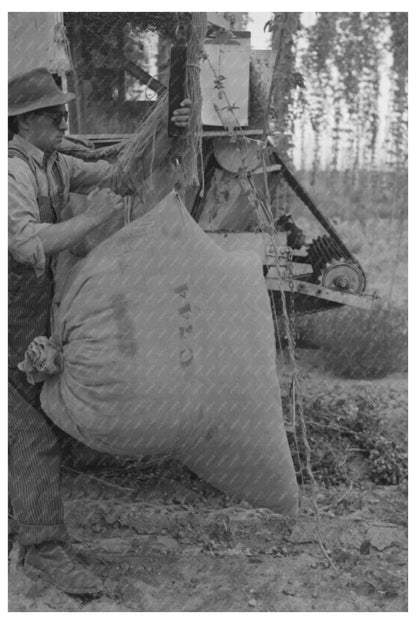 Hops Harvesting at Yakima Chief Hop Ranch September 1941