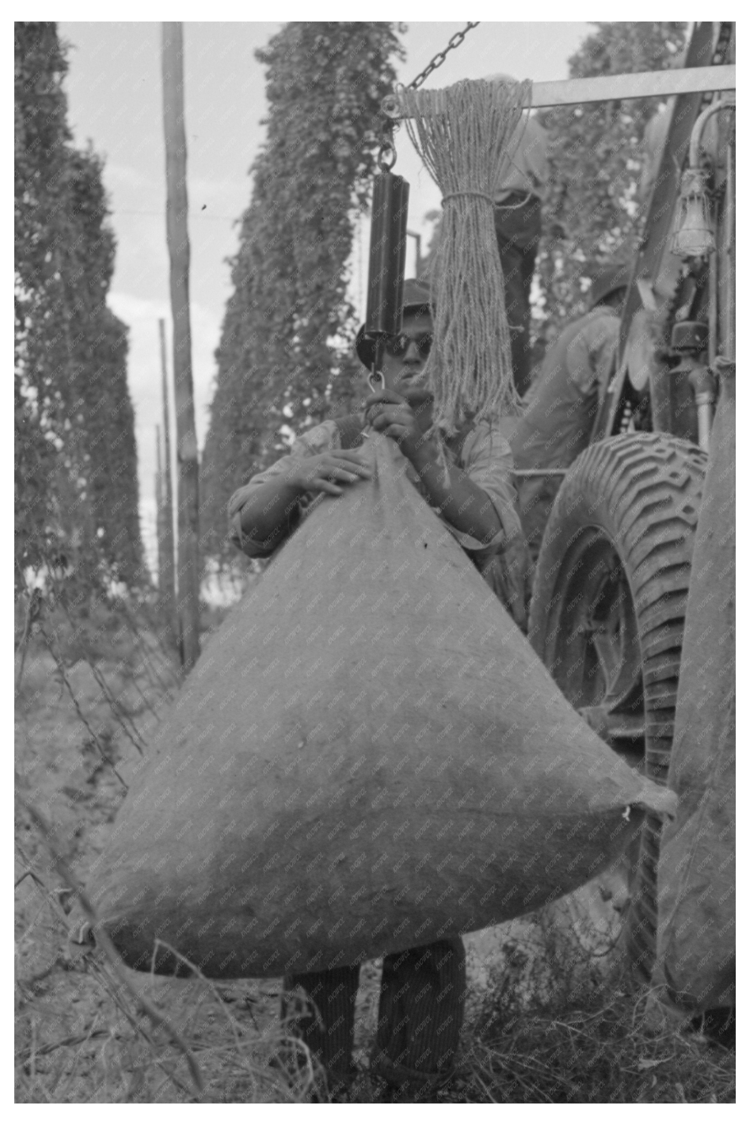 Weighing Green Hops at Yakima Chief Hop Ranch 1941