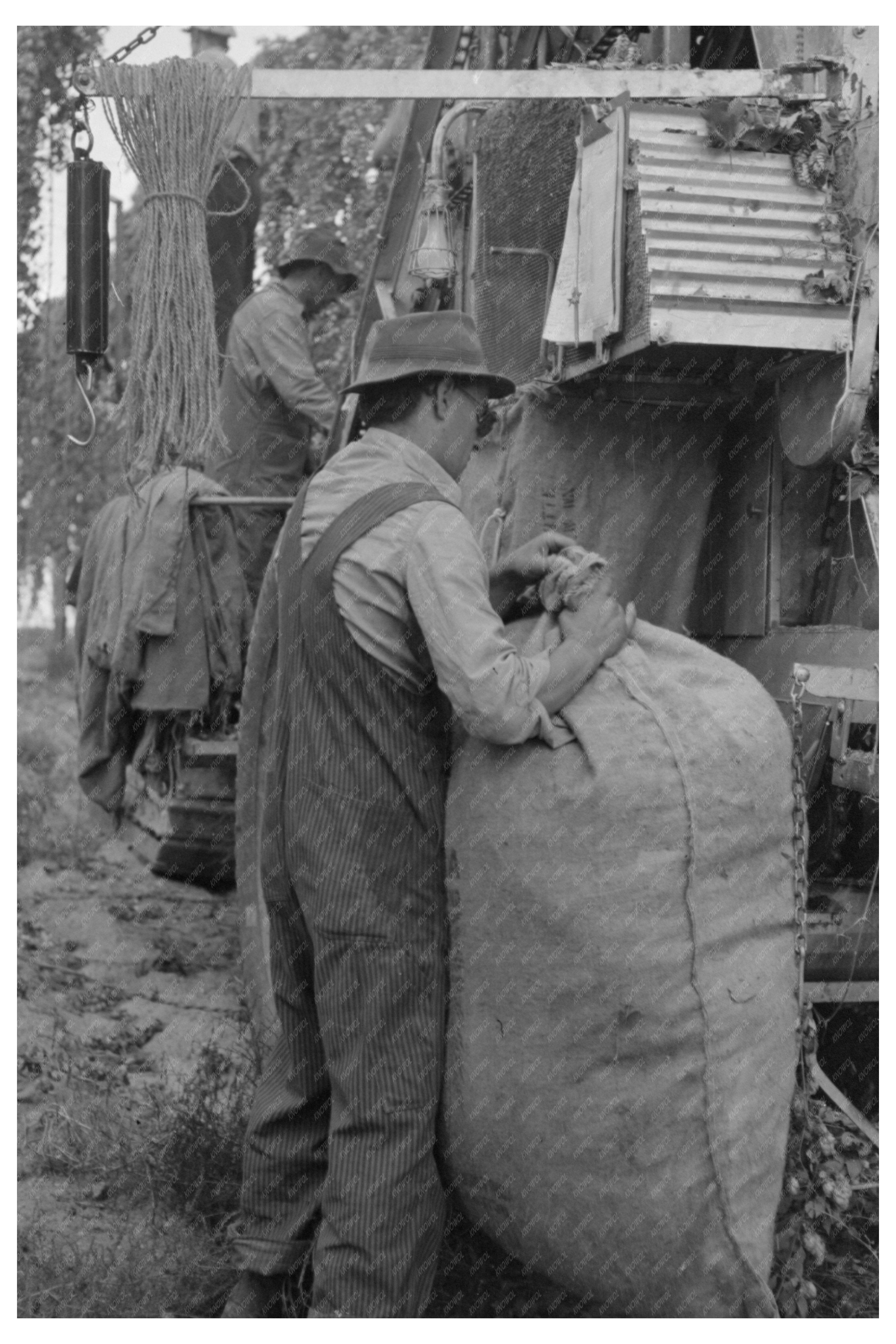 Hops Harvesting with Mechanical Picker Yakima 1941