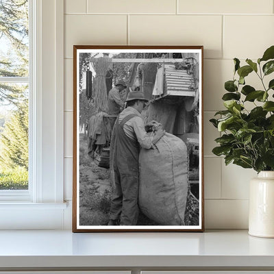 Hops Harvesting with Mechanical Picker Yakima 1941