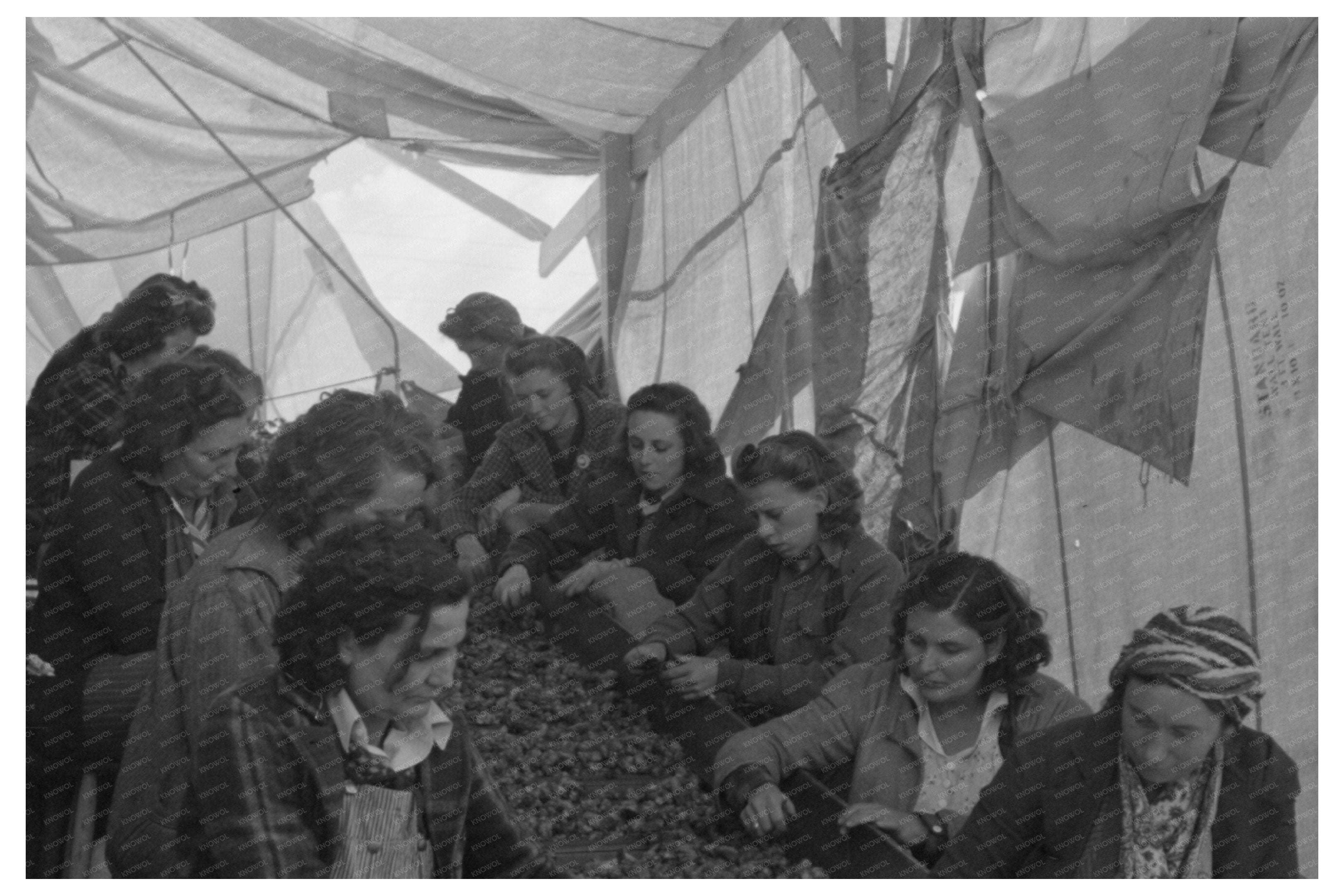 Yakima County Workers Examining Hops September 1941