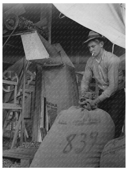 Workers Sacking Hops at Yakima Chief Hop Ranch 1941