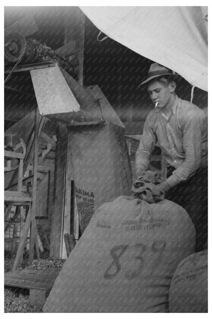 Workers Sacking Hops at Yakima Chief Ranch September 1941