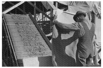 Portable Mechanical Hop Picker Yakima 1941