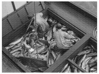 Fishermen Unloading Salmon Columbia River Astoria 1941