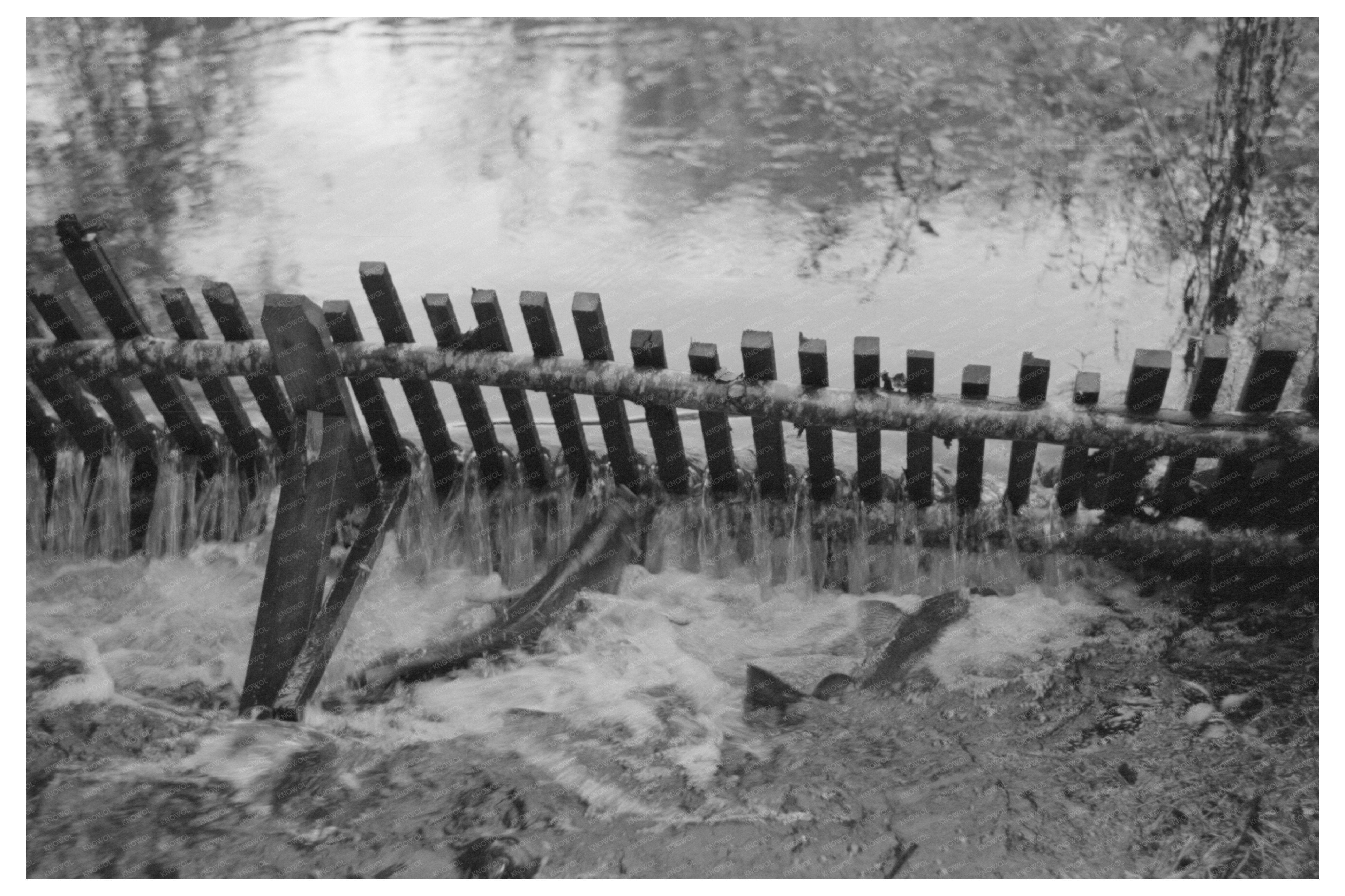 Salmon Trap at Astoria Hatchery September 1941