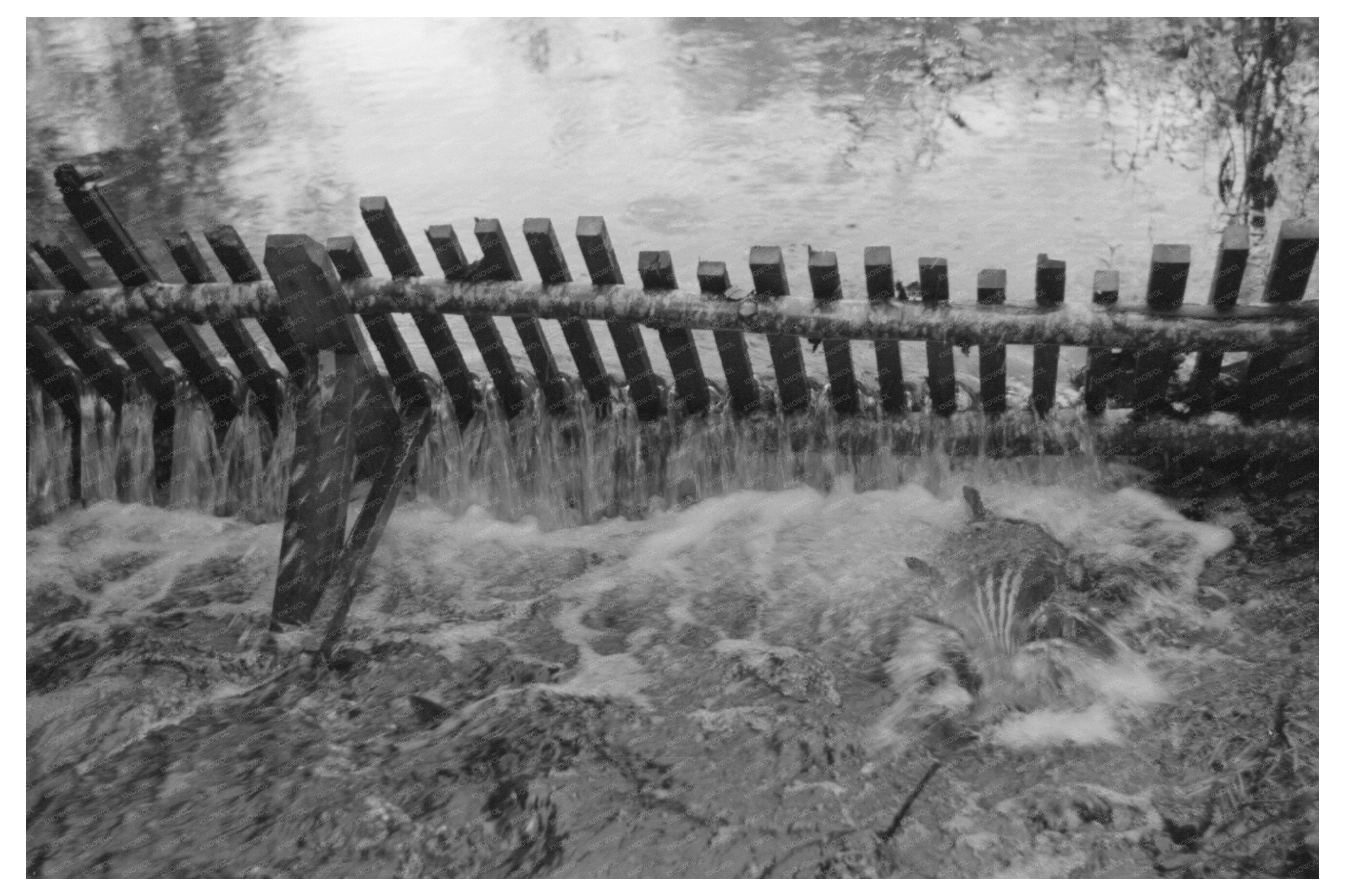 Salmon Hatchery Trap Astoria Oregon 1941