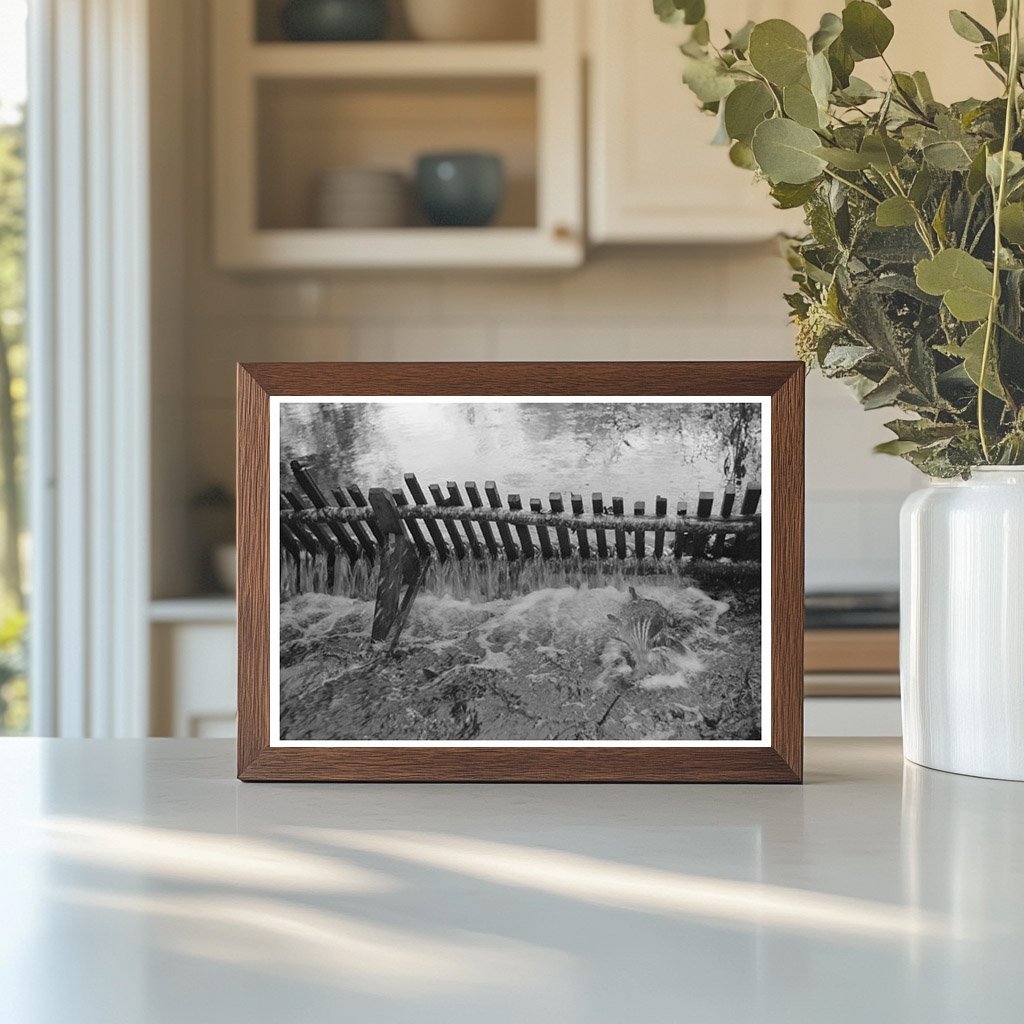 Salmon Hatchery Trap Astoria Oregon 1941