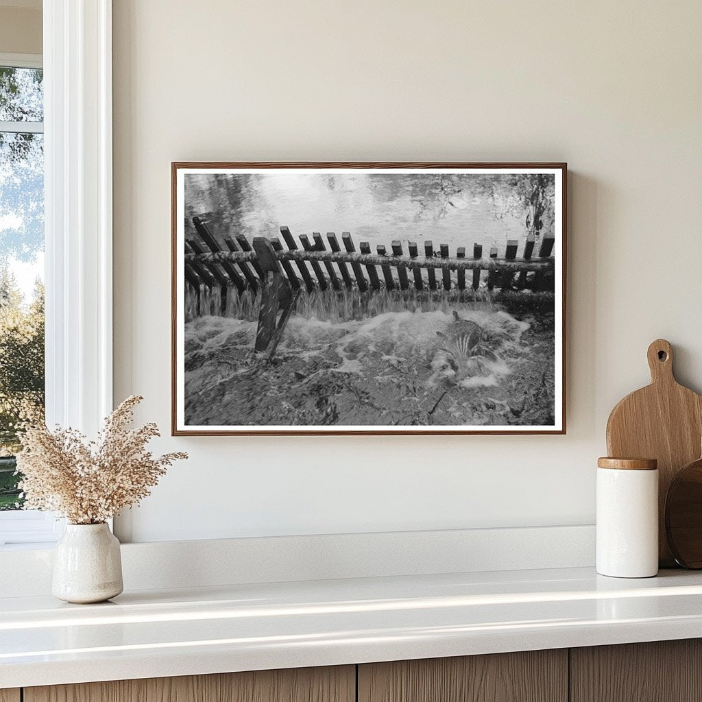 Salmon Hatchery Trap Astoria Oregon 1941