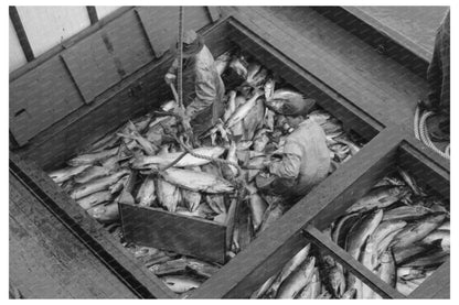 Fishing Boats Unloading Salmon at Columbia River 1941