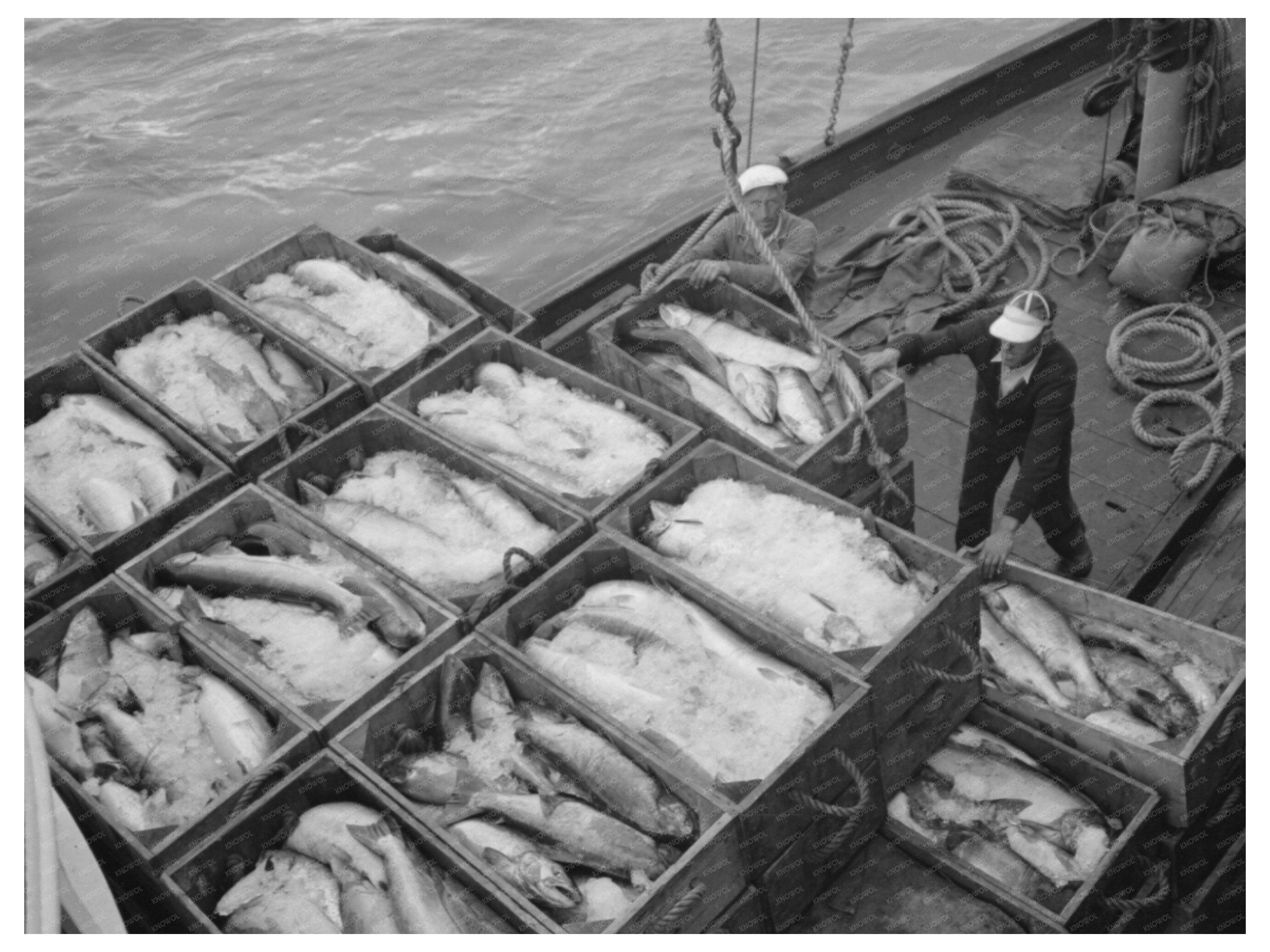 Salmon Unloading at Columbia River Docks Astoria 1941