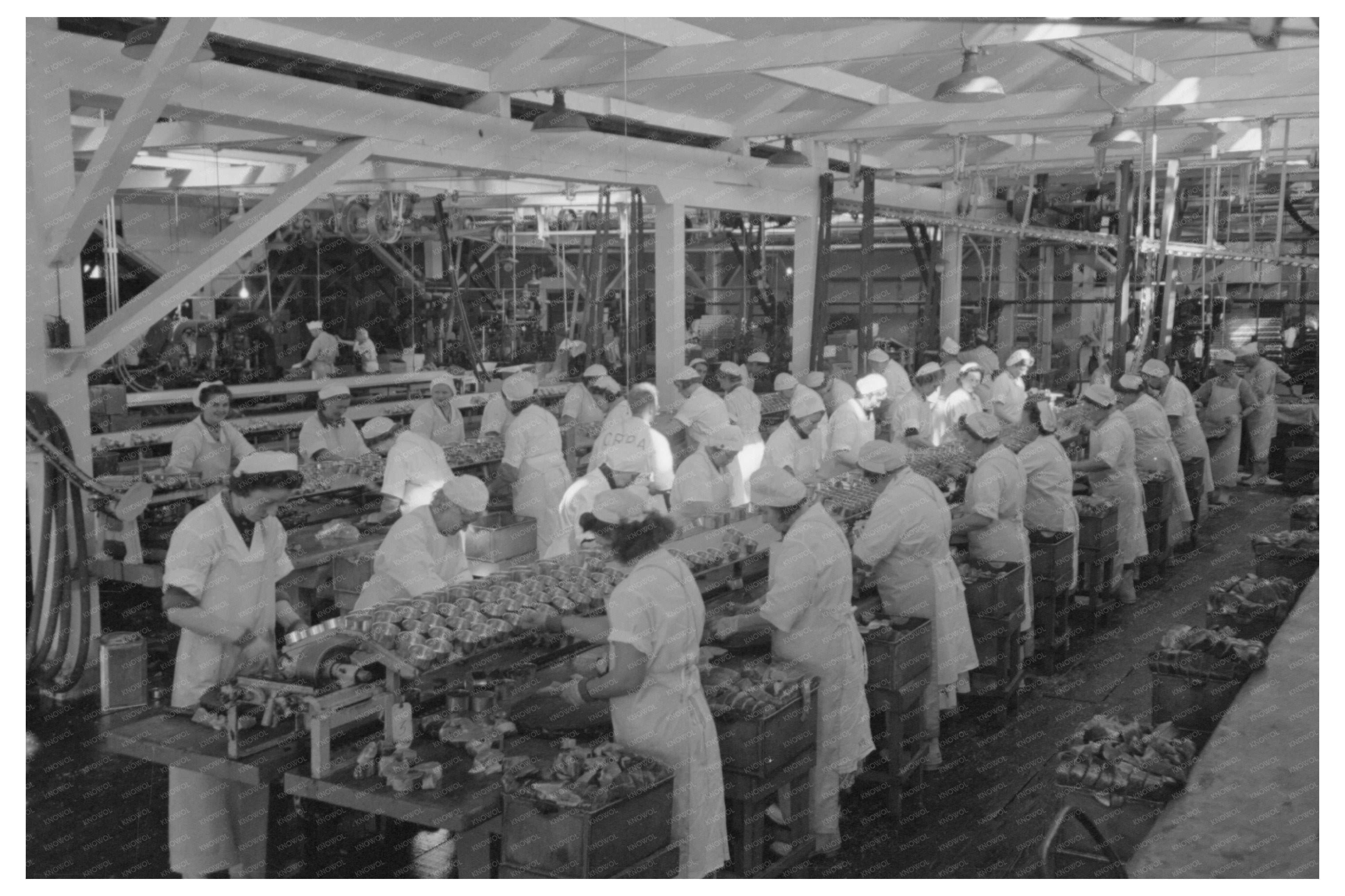 Workers Packing Salmon Cans Astoria Oregon 1941