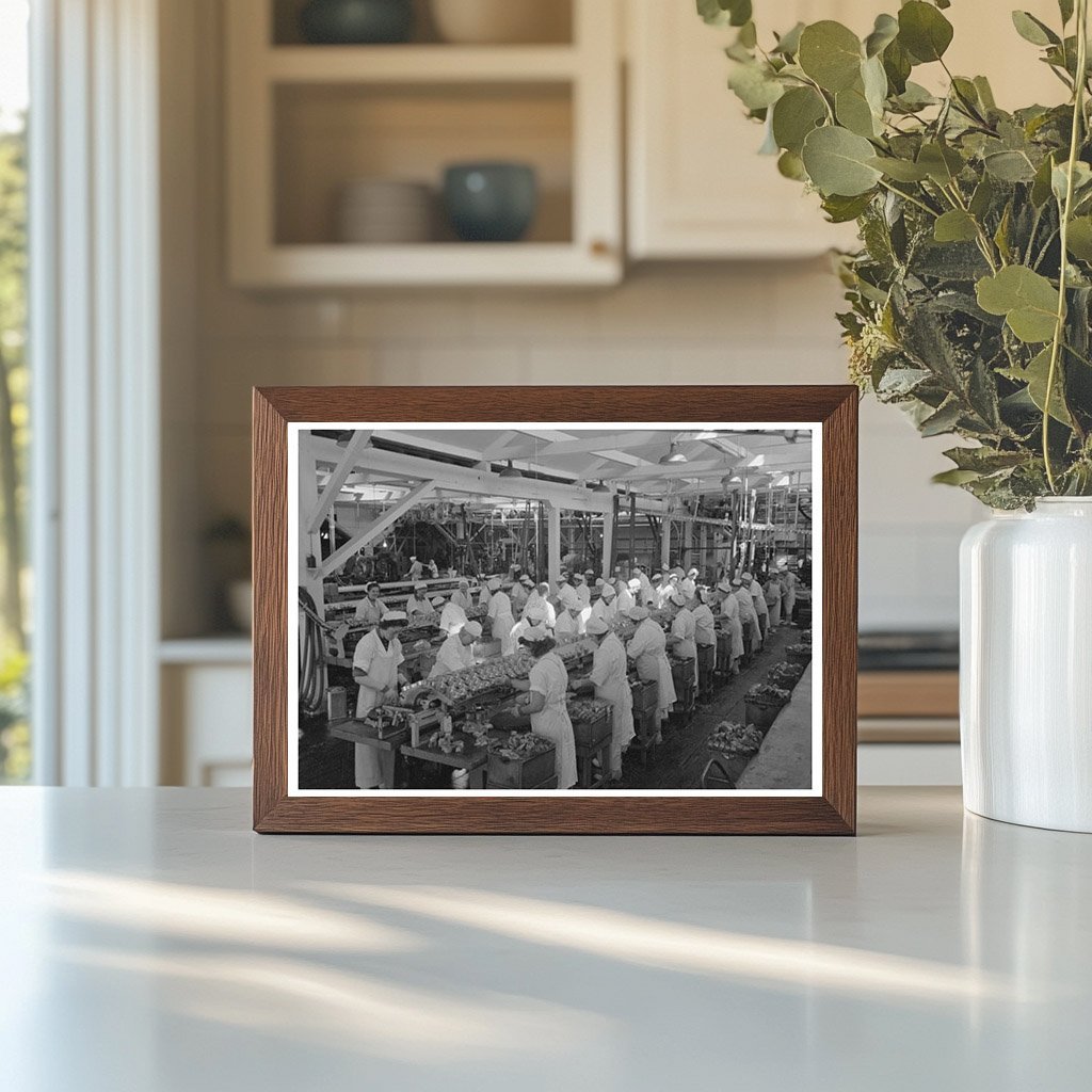 Workers Packing Salmon Cans Astoria Oregon 1941