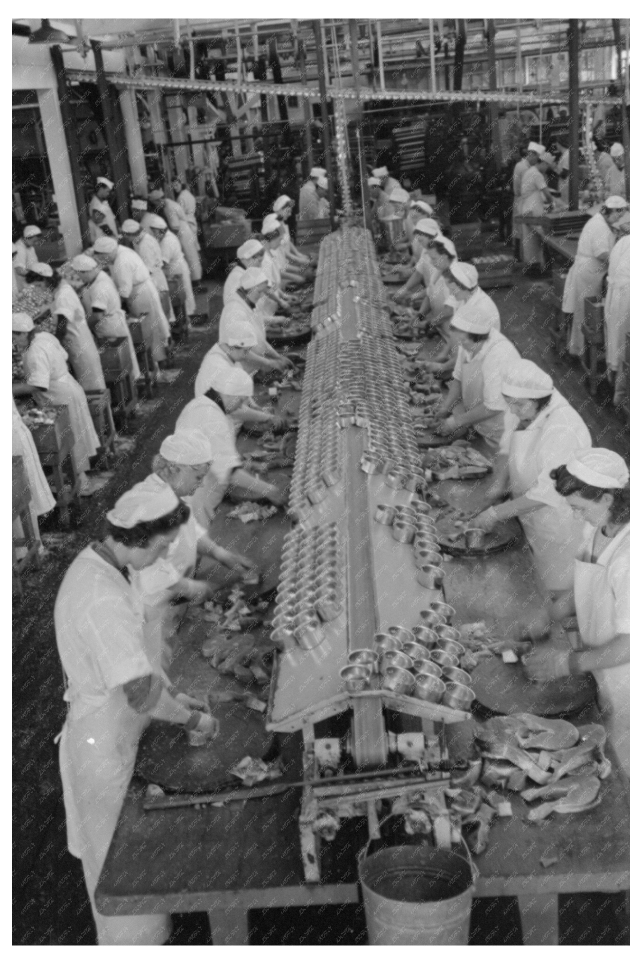 Workers Packing Salmon Cans Columbia River Astoria 1941