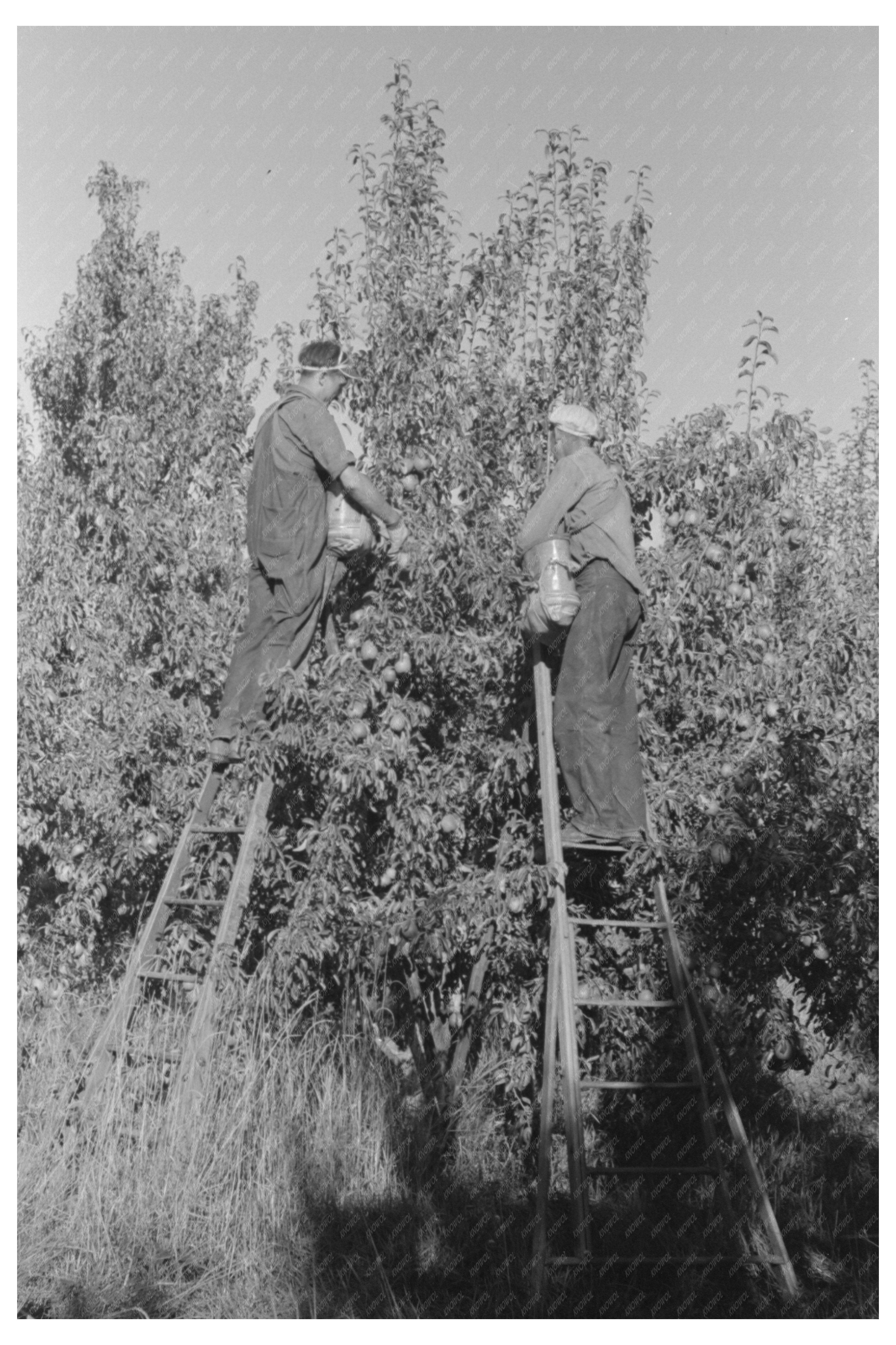 Pear Picking in Hood River Oregon September 1941