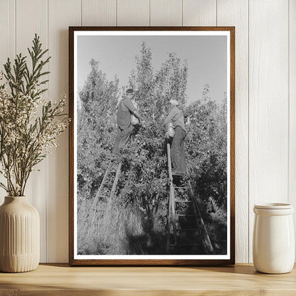 Pear Picking in Hood River Oregon September 1941