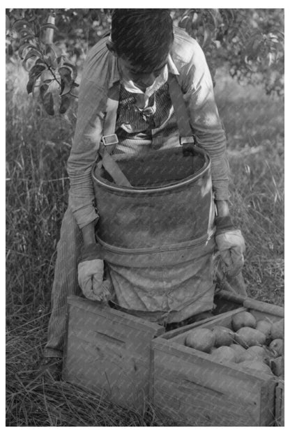 Pear Picker Harvesting in Hood River Oregon 1941