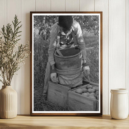 Pear Picker Harvesting in Hood River Oregon 1941