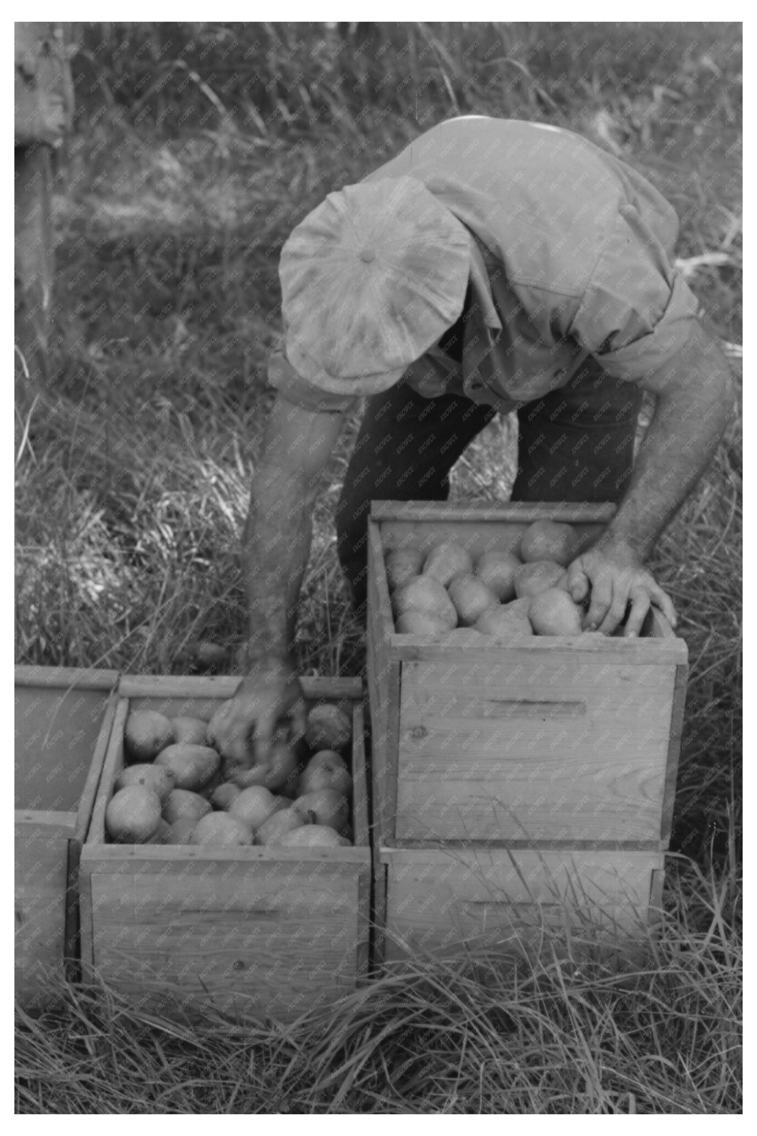 Hood River Pear Picking Workers September 1941