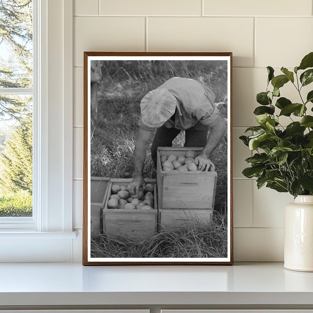 Hood River Pear Picking Workers September 1941